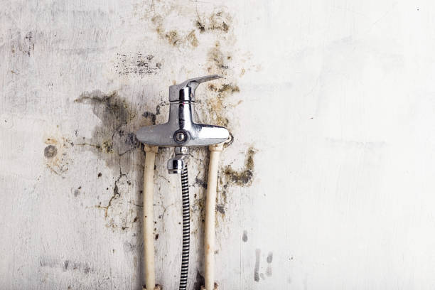 Best Mold Remediation  in East San Gabriel, CA