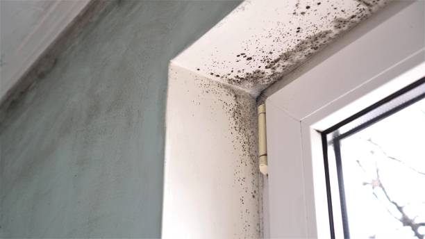 Best Mold Testing  in East San Gabriel, CA