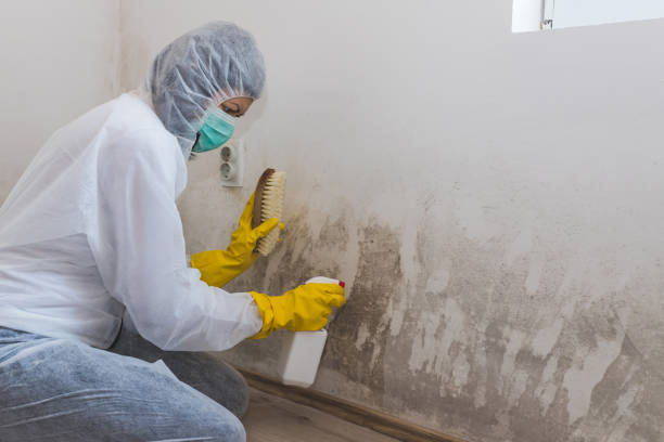 Best Mold Remediation  in East San Gabriel, CA