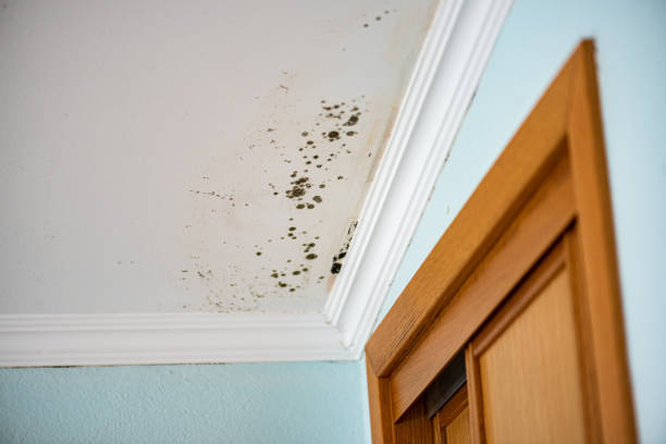 Best Emergency Mold Removal  in East San Gabriel, CA