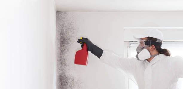 Best Residential Mold Removal  in East San Gabriel, CA