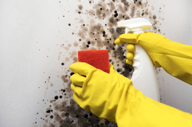 Professional Mold Removal in East San Gabriel, CA