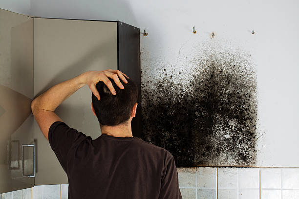Best Same-Day Mold Removal  in East San Gabriel, CA