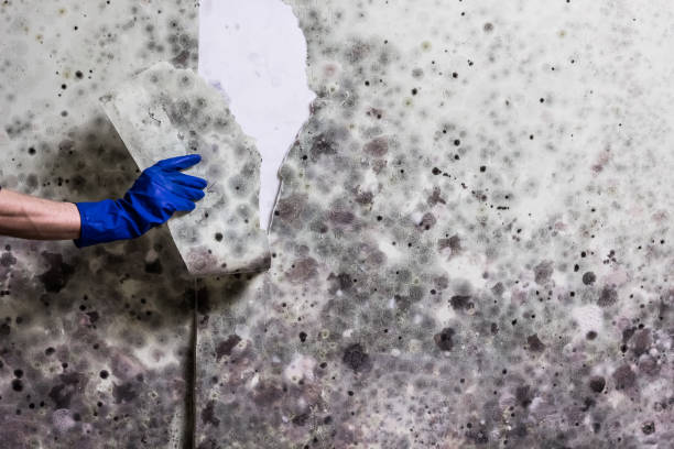 Best Best Mold Removal Companies  in East San Gabriel, CA